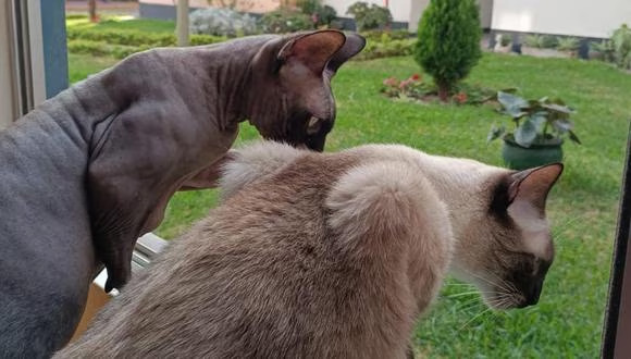 elegir el hotel para gatos ideal