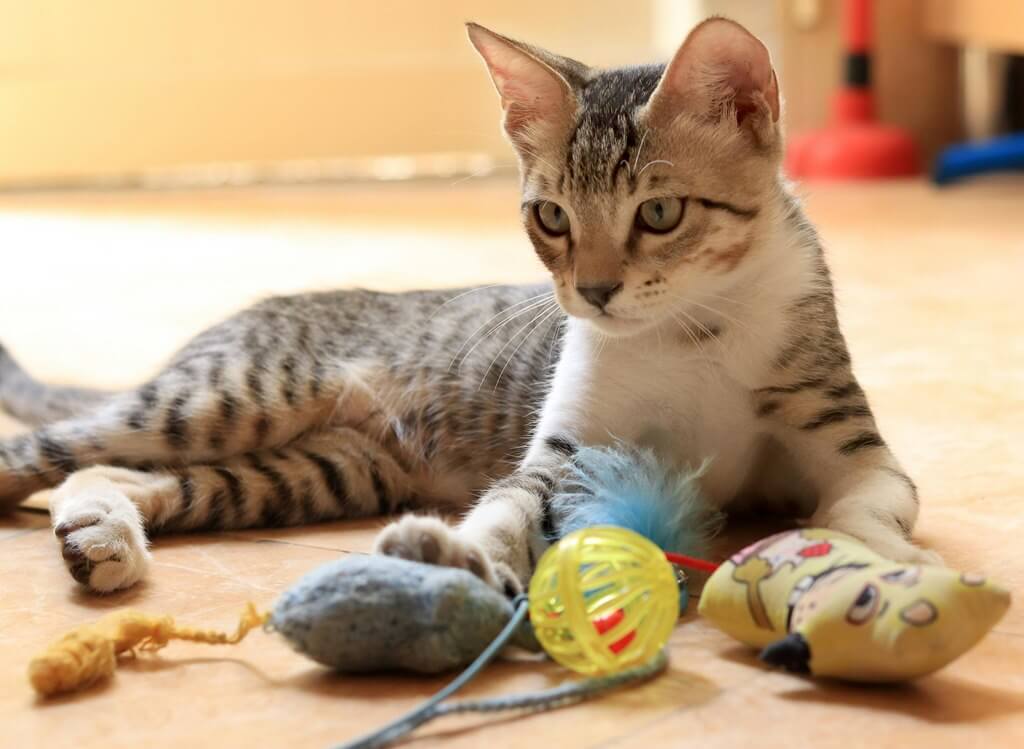 juguetes interactivos para gatos